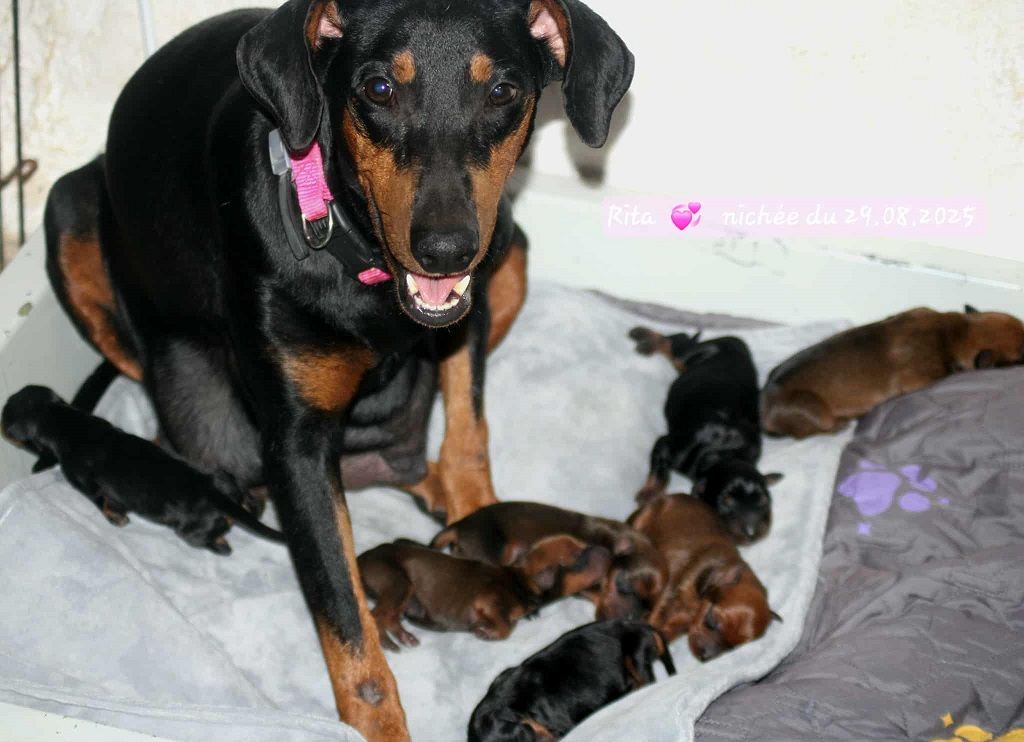 Chiot Pinscher Allemand De La Tour De Cruzières