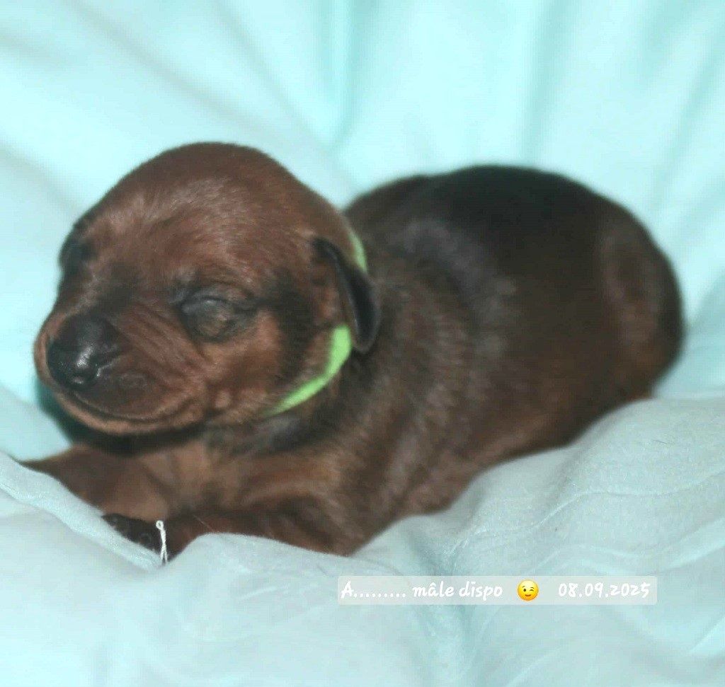 De La Tour De Cruzières - Chiots disponibles - Pinscher Allemand
