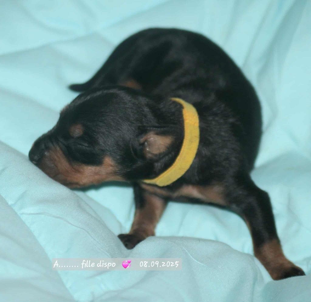 De La Tour De Cruzières - Chiots disponibles - Pinscher Allemand